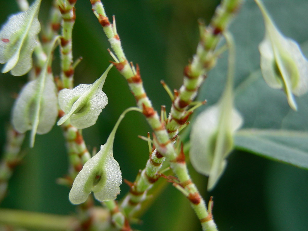 Reynoutria japonica (=Fallopia japonica) / Poligono del Giappone